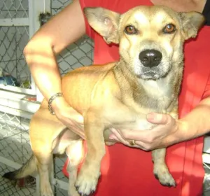 Cachorro raça srd idade 2 anos nome Lost