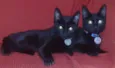 Bebes