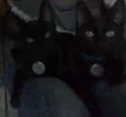 Bebes