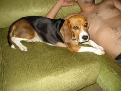 Cachorro raça Beagle idade 4 anos nome Mel GRATIFICA