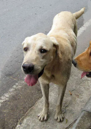 Cachorro raça Labrador idade 7 a 11 meses nome Feliz