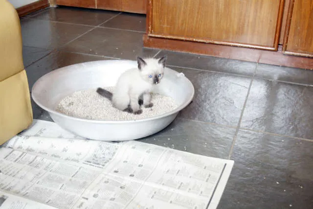 Gato ra a SRD idade 2 a 6 meses nome Sem Nome
