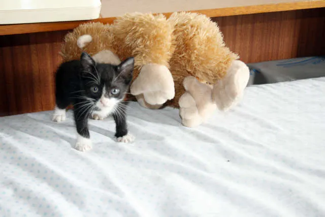 Gato ra a SRD idade 2 a 6 meses nome Sem Nome