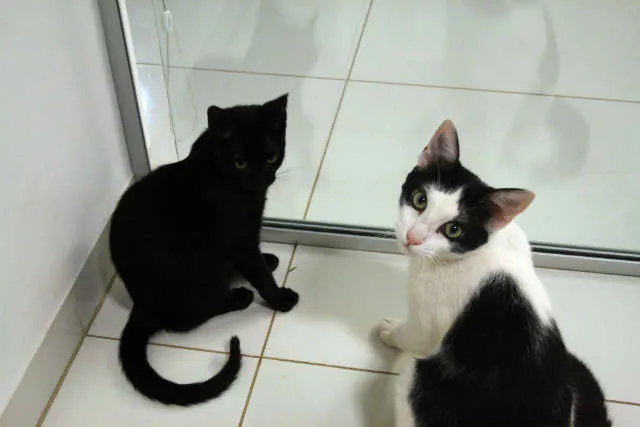 Gato ra a SRD idade 2 a 6 meses nome Joaquim e Pretinha