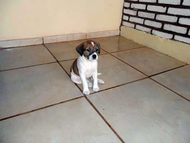 Cachorro ra a SRD idade Abaixo de 2 meses nome Sem Nome