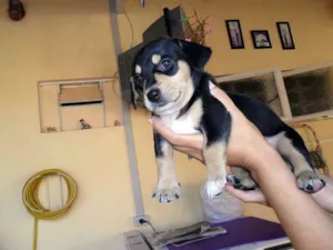 Cachorro raça SRD idade Abaixo de 2 meses nome Sem Nome