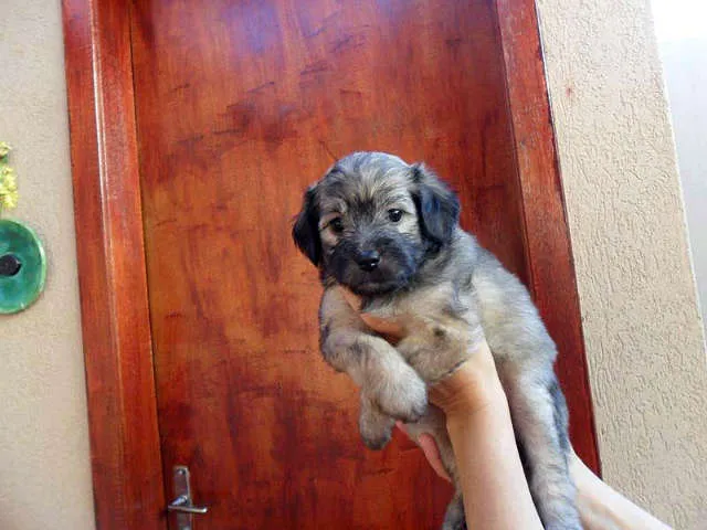 Cachorro ra a SRD idade Abaixo de 2 meses nome Sem Nome