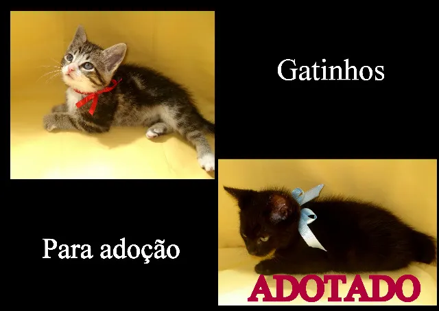 Gato ra a SRD idade 2 a 6 meses nome Não tem nome