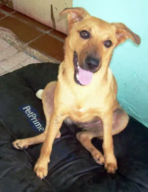 Cachorro raça SRD idade 7 a 11 meses nome bebe