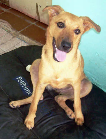 Cachorro ra a SRD idade 7 a 11 meses nome bebe