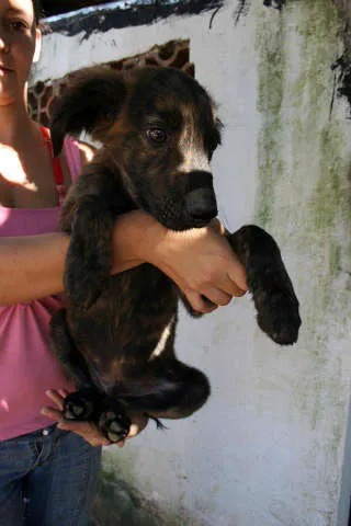 Cachorro ra a SRD idade 2 a 6 meses nome BORIS