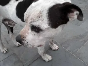 Cachorro raça Pit-Bull idade 6 ou mais anos nome desconhecido