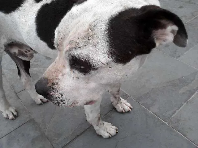 Cachorro ra a Pit-Bull idade 6 ou mais anos nome desconhecido