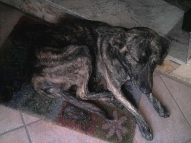 Cachorro ra a sem raça definida idade 7 a 11 meses nome nina