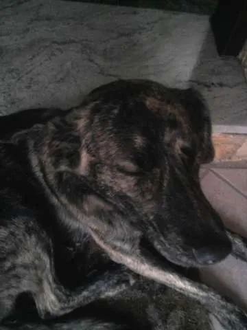 Cachorro ra a sem raça definida idade 7 a 11 meses nome nina