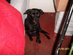 Cachorro raça Vira lata com poodle idade 4 anos nome Pipo