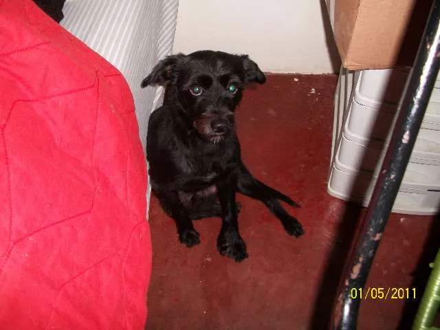 Cachorro ra a Vira lata com poodle idade 4 anos nome Pipo