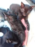 Fofuras
