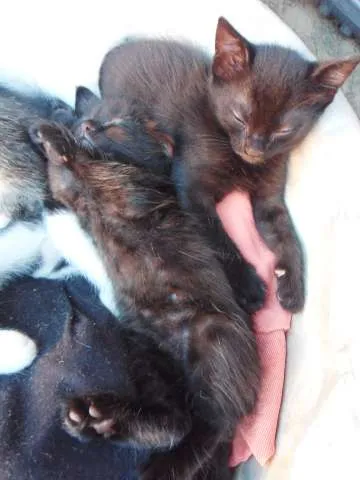 Gato ra a SRD idade Abaixo de 2 meses nome Fofuras
