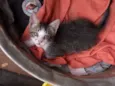 Fofuras