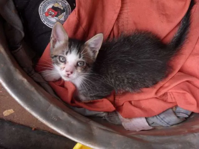 Gato ra a SRD idade Abaixo de 2 meses nome Fofuras