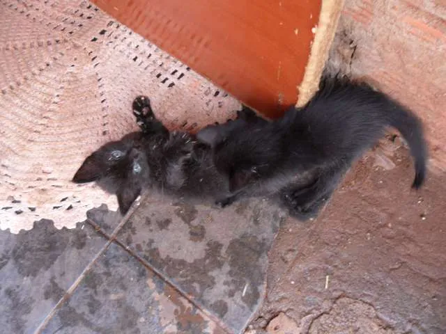 Gato ra a SRD idade Abaixo de 2 meses nome Fofuras