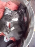 Fofuras