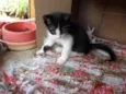 Fofuras