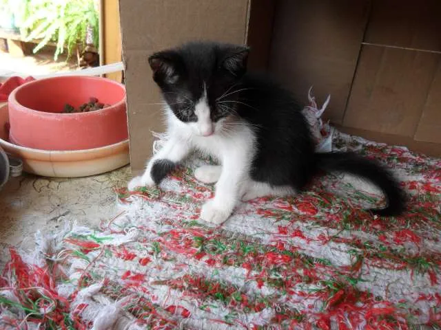 Gato ra a SRD idade Abaixo de 2 meses nome Fofuras