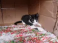 Fofuras