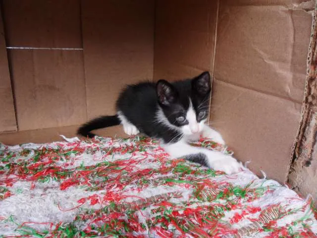 Gato ra a SRD idade Abaixo de 2 meses nome Fofuras