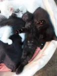 Fofuras