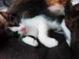 Fofuras