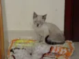 Yoshi