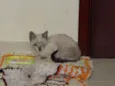Yoshi