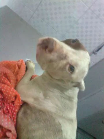 Cachorro ra a Pit Bull idade 4 anos nome Toquinho