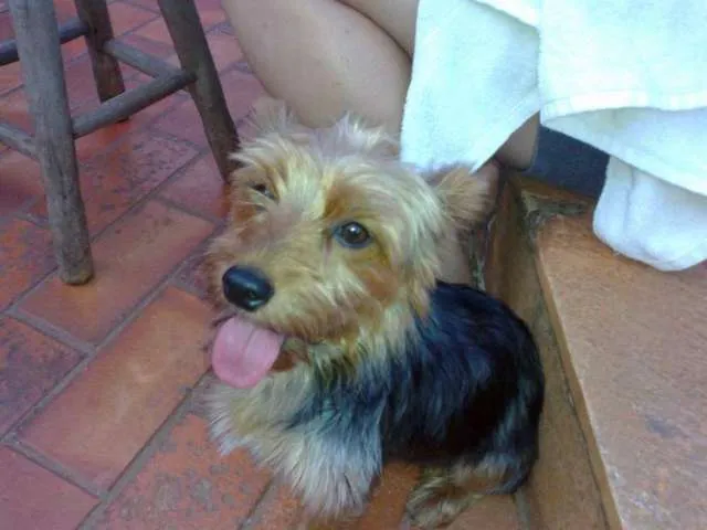 Cachorro ra a Yorkshire idade 1 ano nome YORKSHIRE ENCONTRADA