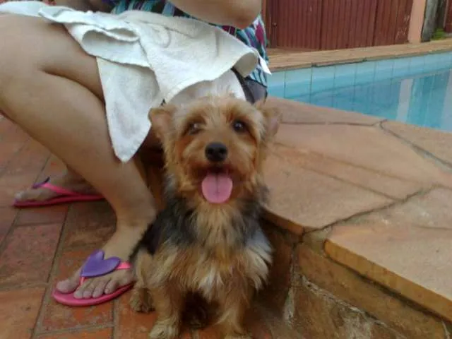 Cachorro ra a Yorkshire idade 1 ano nome YORKSHIRE ENCONTRADA