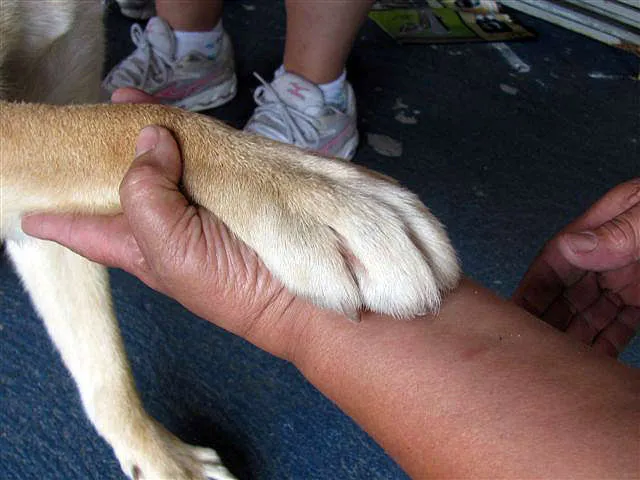 Cachorro ra a SRD idade 2 anos nome BEN-HUR