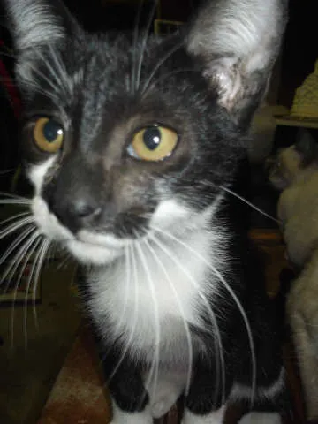 Gato ra a idade 2 a 6 meses nome sem nome