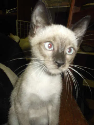 Gato ra a Siamês idade 2 a 6 meses nome sem nome