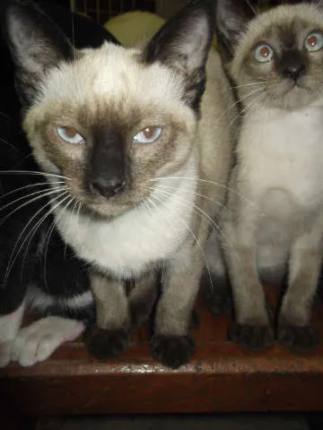 Gato ra a Siamês idade 2 a 6 meses nome sem nome