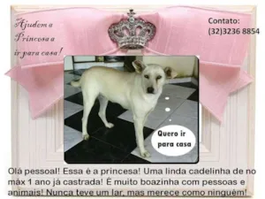 Cachorro raça SRD idade 1 ano nome Princesa