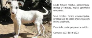 Cachorro raça SRD idade 2 a 6 meses nome sem nome