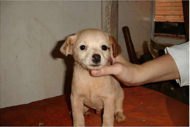 Cachorro ra a SRD idade Abaixo de 2 meses nome Sem Nome