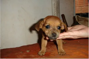 Cachorro raça SRD idade Abaixo de 2 meses nome Sem Nome