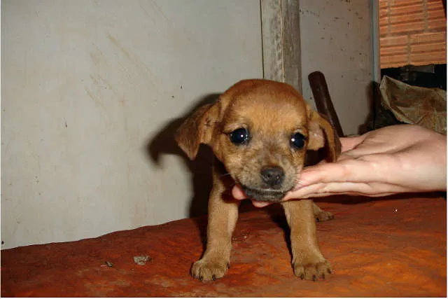 Cachorro ra a SRD idade Abaixo de 2 meses nome Sem Nome