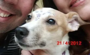Cachorro raça SRD idade 1 ano nome BRANCA GRATIFICA