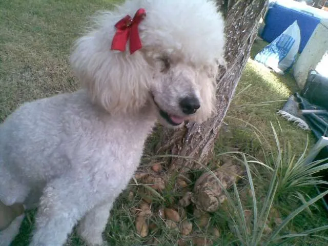 Cachorro ra a Poodle idade 4 anos nome Luna