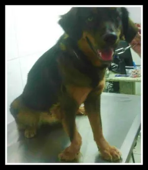 Cachorro raça RSD idade 1 ano nome Penélope
